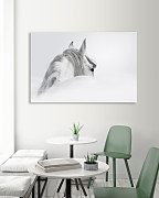 Obraz White horse zs1146